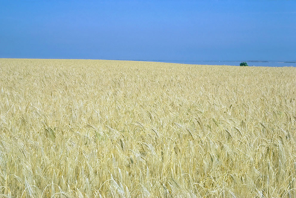 CountryScenes-51 (1).jpg
