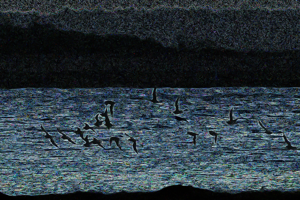 Brids13.jpg
