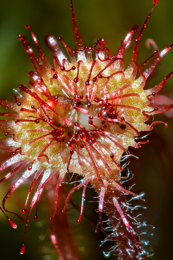 FlowerUltra-81.jpg