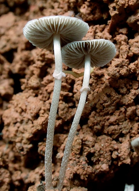 AgaricalesSp.jpg