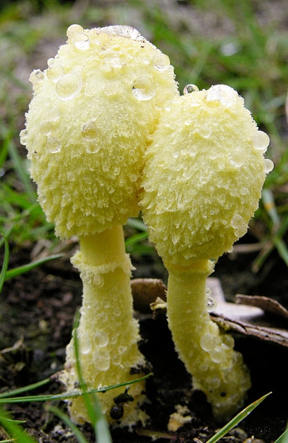 LeucocoprinusSp1.jpg