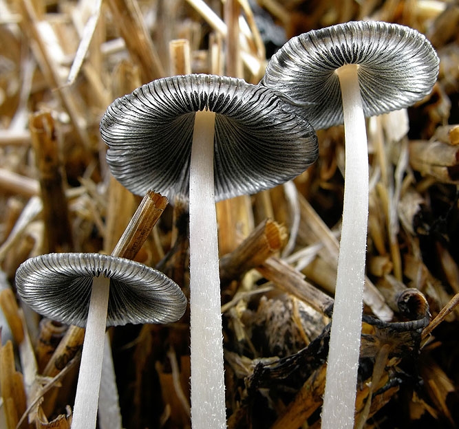 CoprinusMacrocephalus.jpg