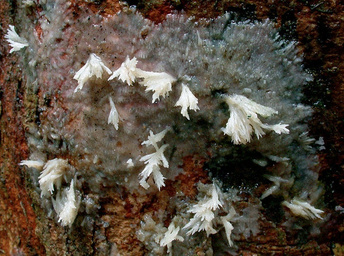 HydnopolyporusFimbriatus.jpg