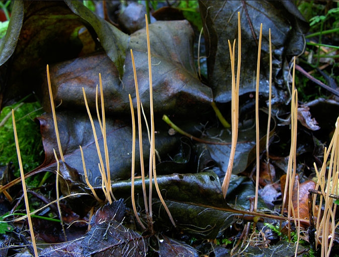 MacrotyphulaJuncea.jpg