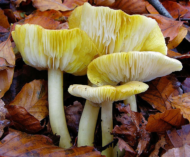 TricholomaScalpturatum.jpg