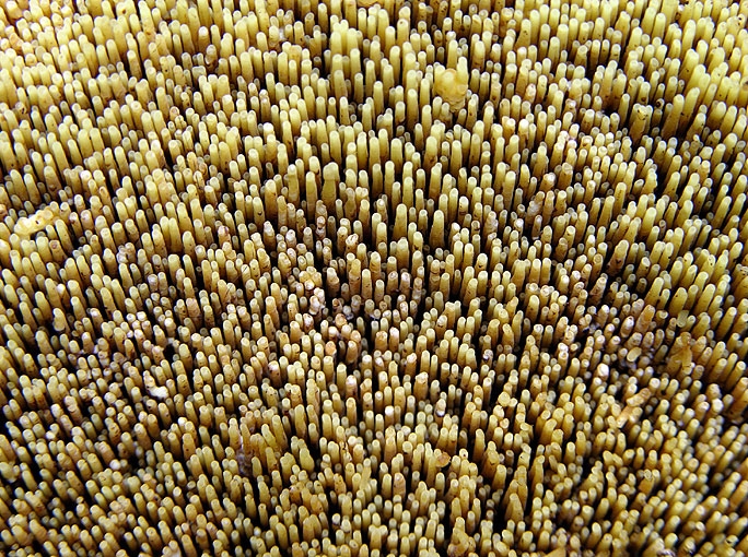 GyrodontiumSacchari.jpg