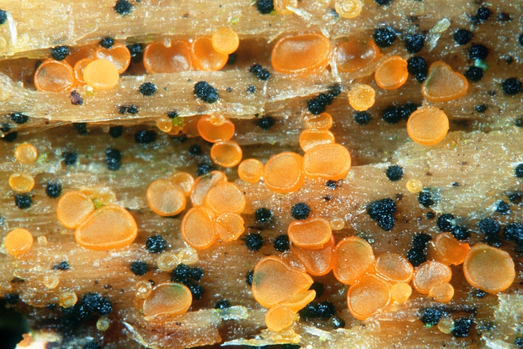 OrbiliaCoccinella.jpg