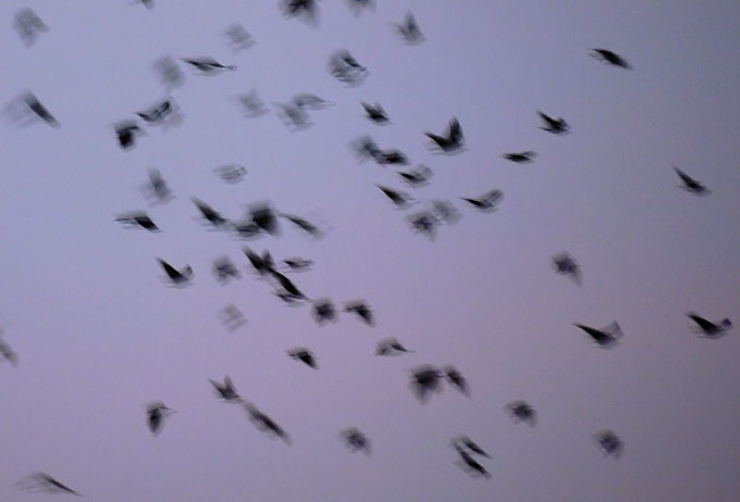 birds05.jpg