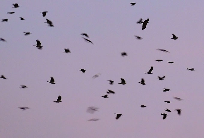 birds07.jpg