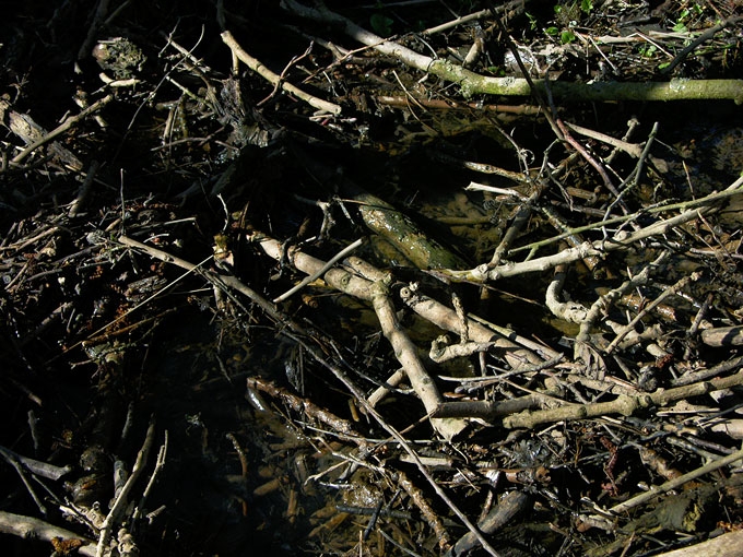 Creek&Branches02.jpg