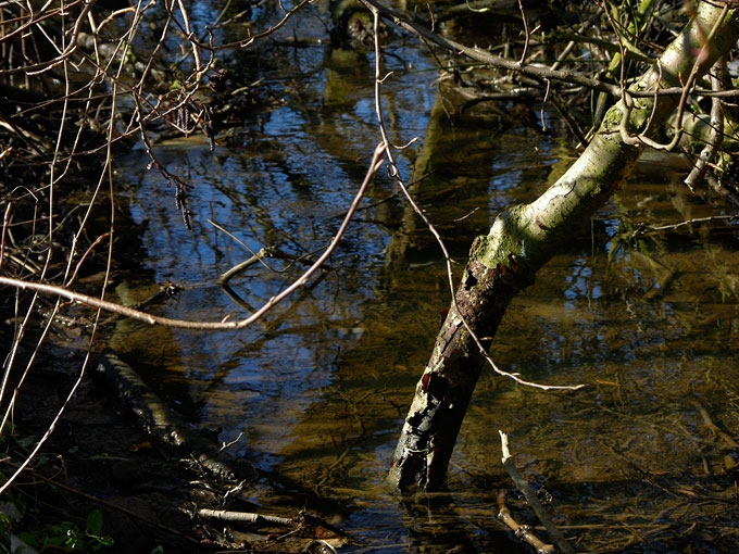 Creek&Branches10.jpg