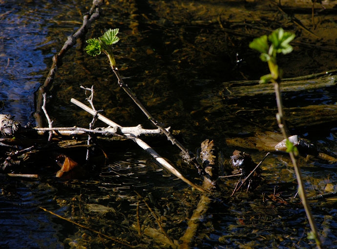 Creek&Branches11.jpg