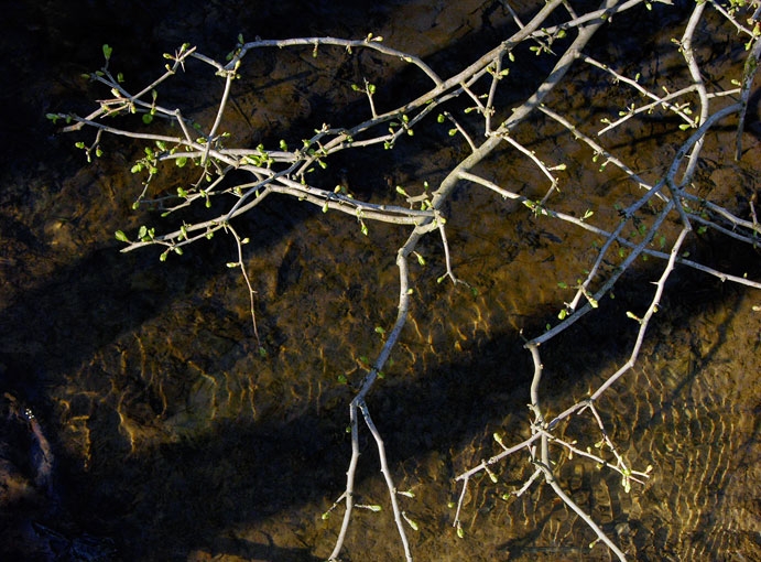 Creek&Branches15.jpg