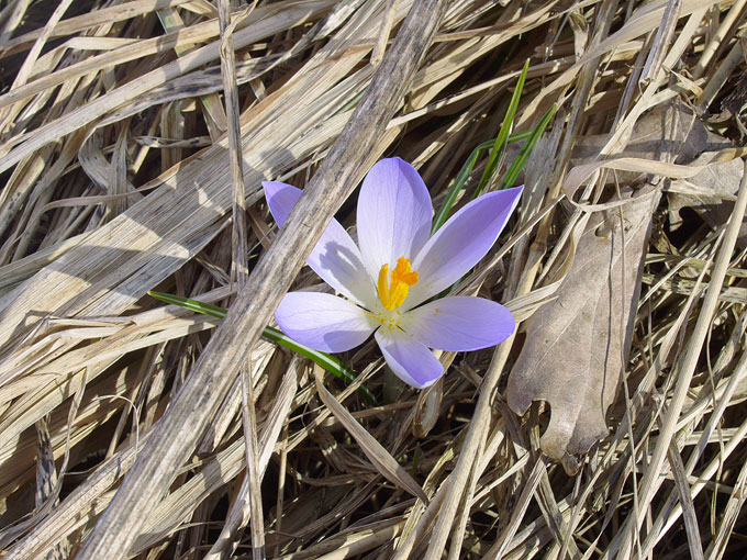 crocus01.jpg