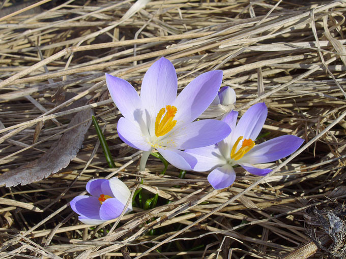 crocus02.jpg