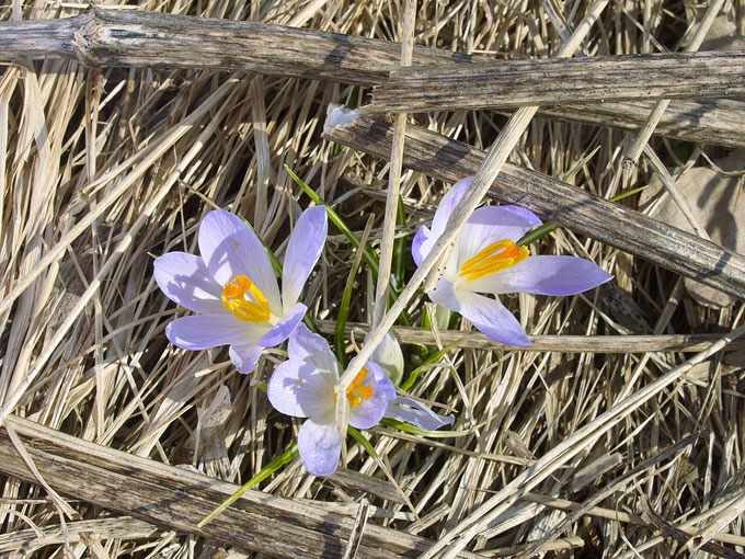 crocus03.jpg