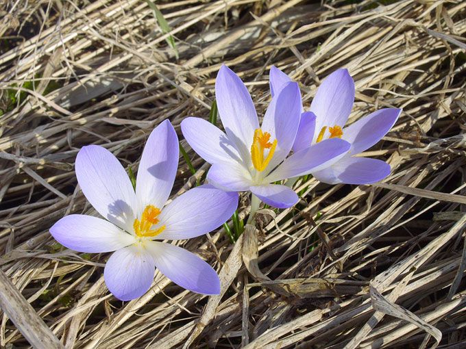 crocus05.jpg