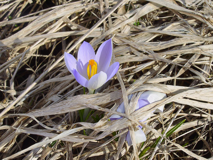 crocus06.jpg