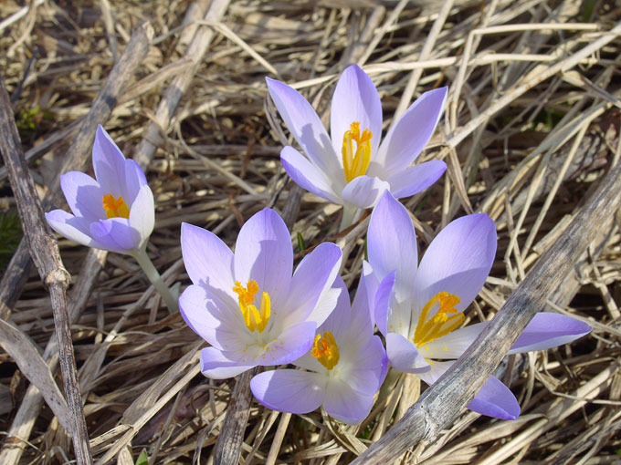 crocus07.jpg