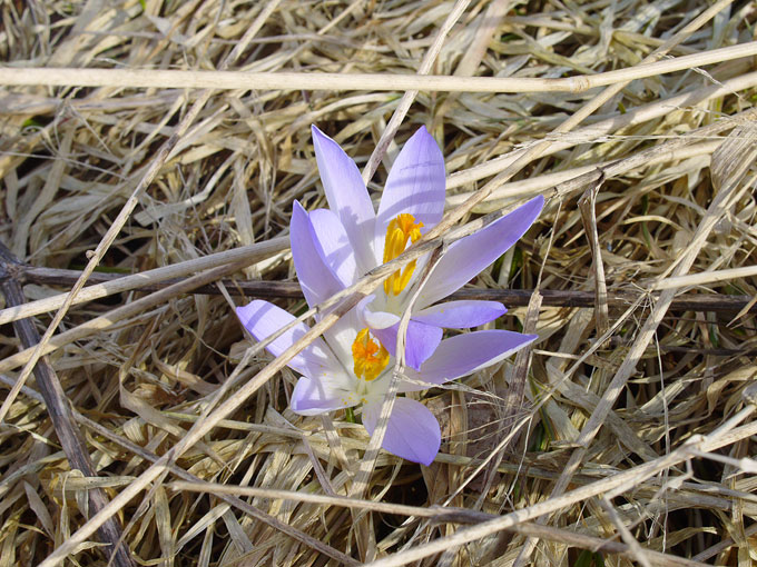 crocus08.jpg