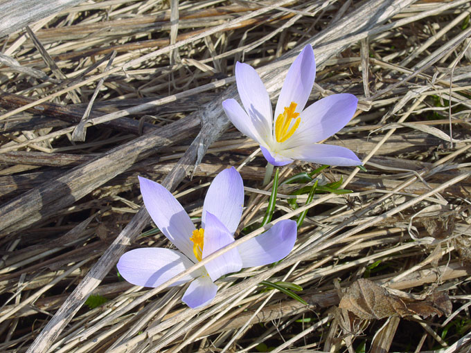 crocus09.jpg