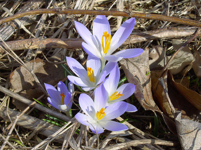 crocus10.jpg