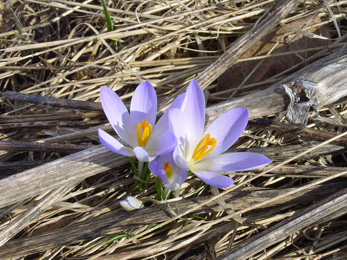 crocus11.jpg