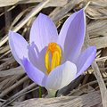 Crocus