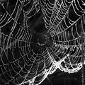 Spiderweb