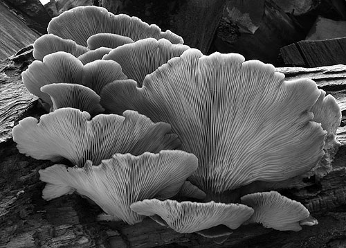 Pleurotus