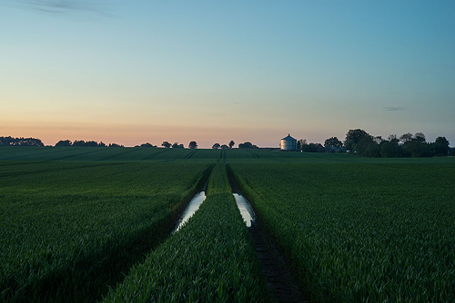 Country Scenes