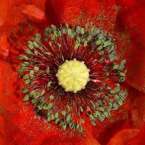 Papaver