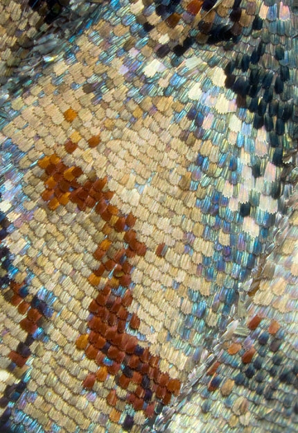 mosaic15.jpg